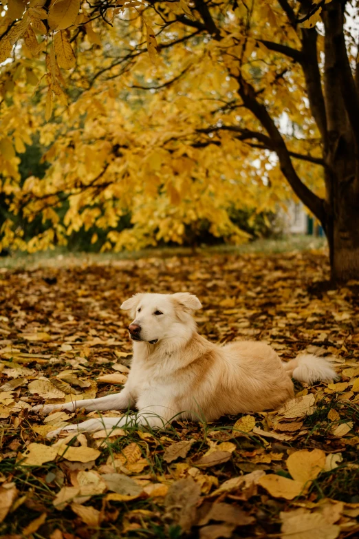 a dog is laying in the leaves in front of some trees