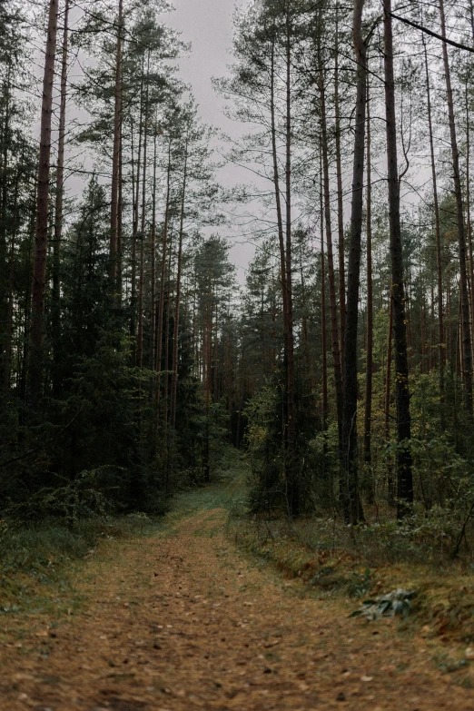 an open area with many trees and dirt path