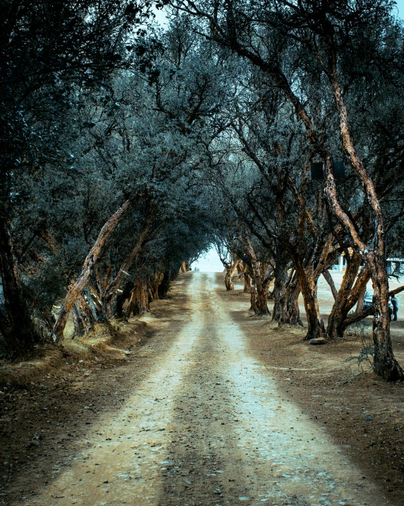 an image of a road that is lined with trees