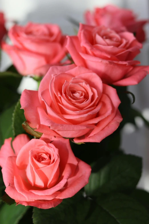 the group of pink roses is placed in a square vase