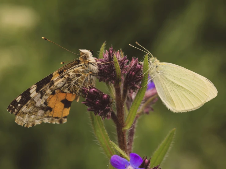 two different colored erflies on a small purple flower