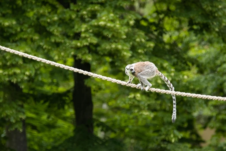 a bird that is standing on a rope