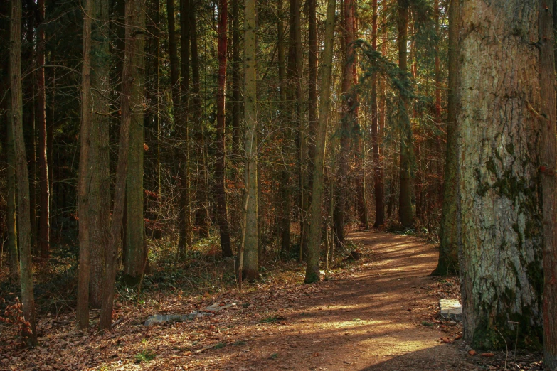 a leaf covered dirt path in a forrest