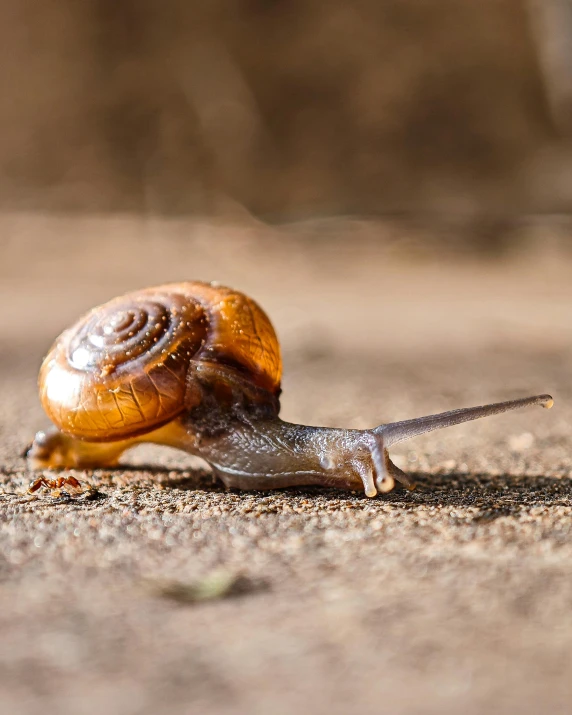 a snail crawling across the road in daylight