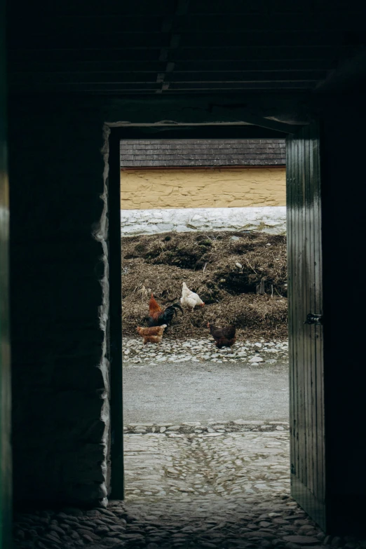 view of chickens from an open doorway