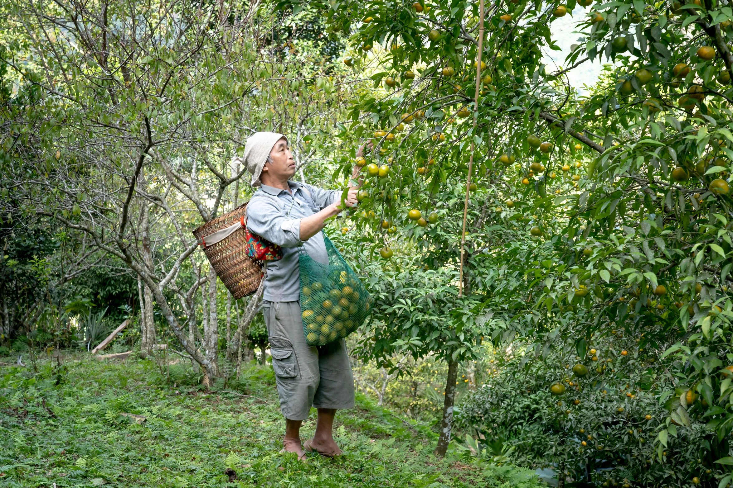 a woman picking fruit from a tree