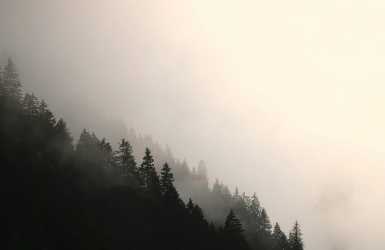 silhouettes of pine trees and mist covering mountains