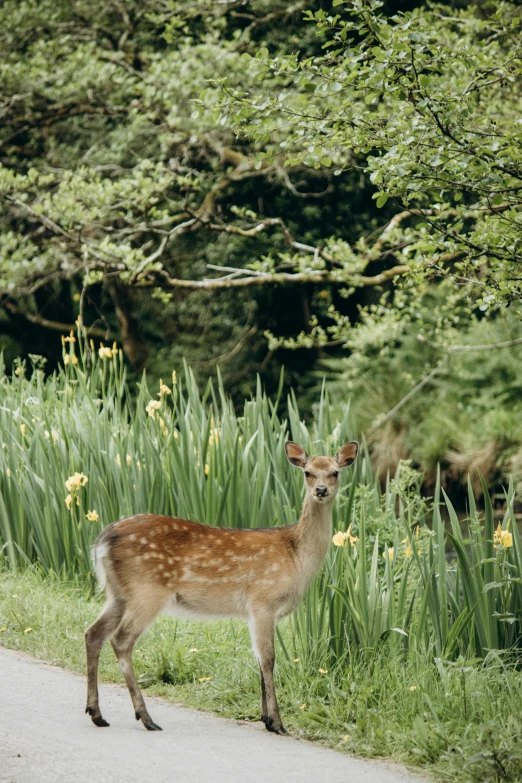 a deer stands in front of tall green grass and flowers