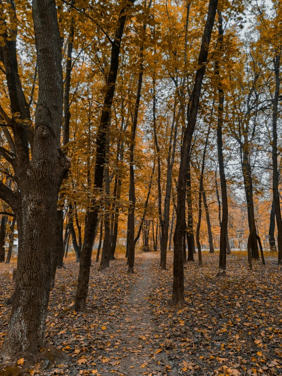 a person walking through a woods with trees