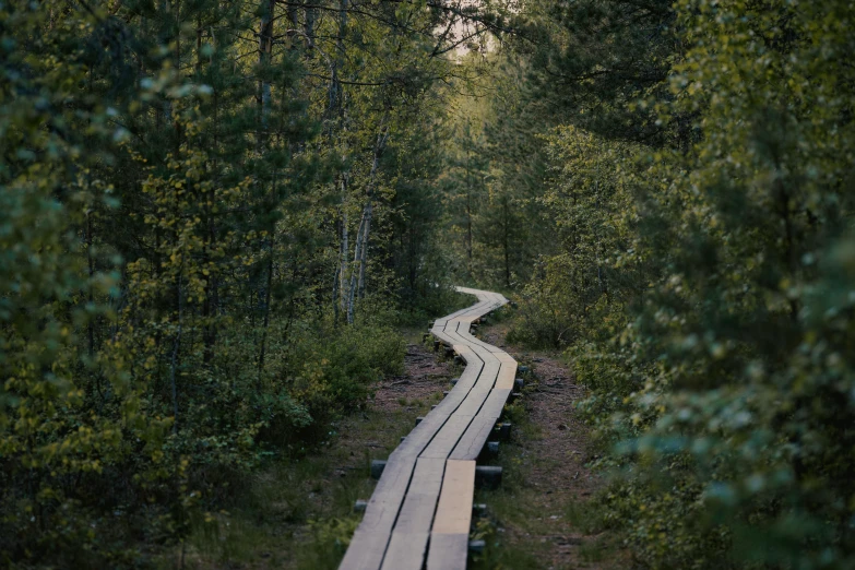 there is a very long path going through the woods