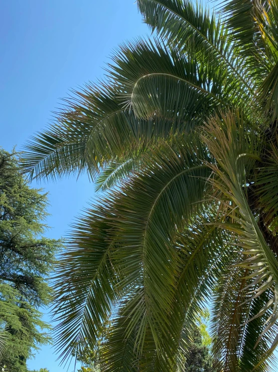 a row of palm trees next to the ocean