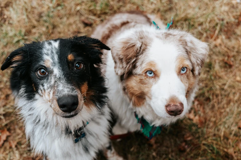 two brown white and black dogs on grass