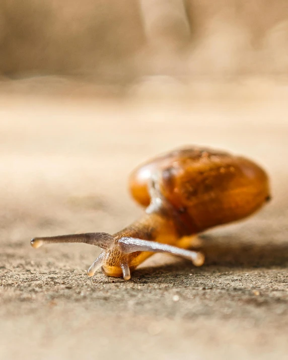 a small brown snail is laying on the ground