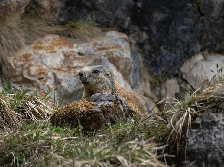 an animal sitting on top of grass in front of a rock
