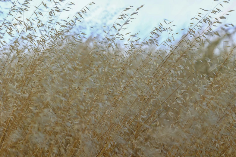 a tall yellow grass covered in lots of rain