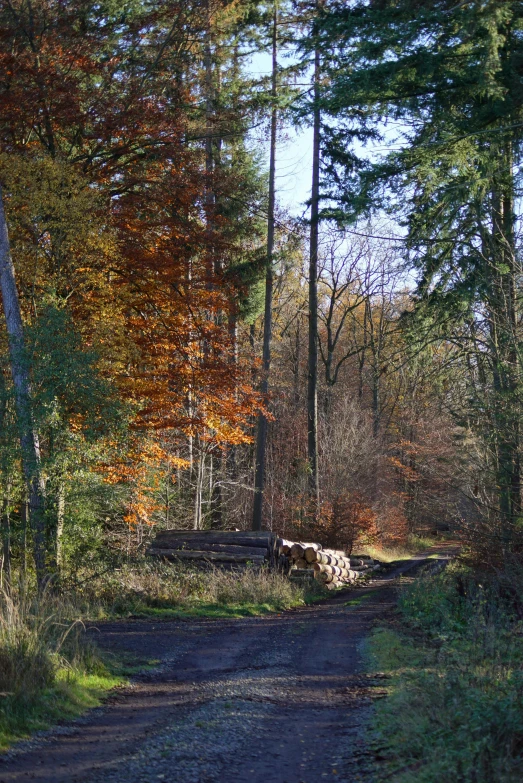 the woods near the road have leaves and trees