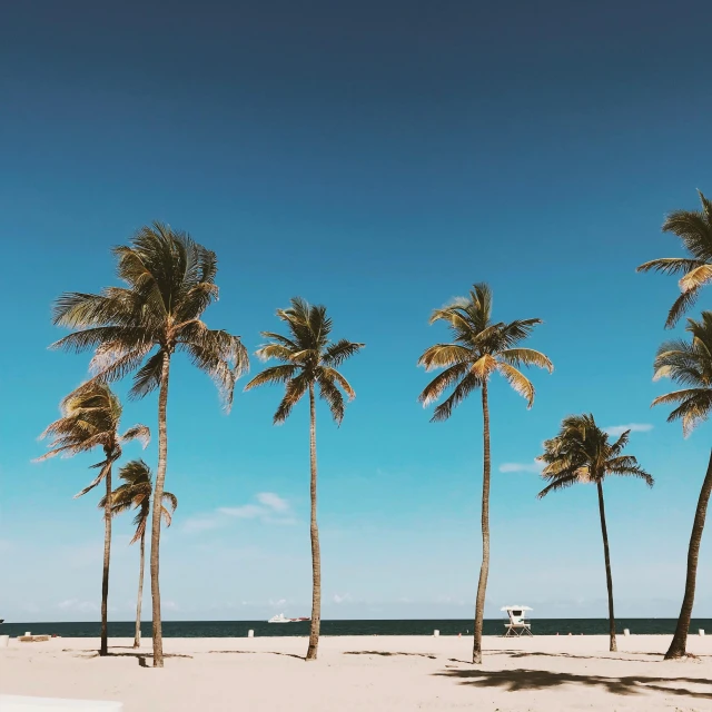 a row of tall palm trees on the beach