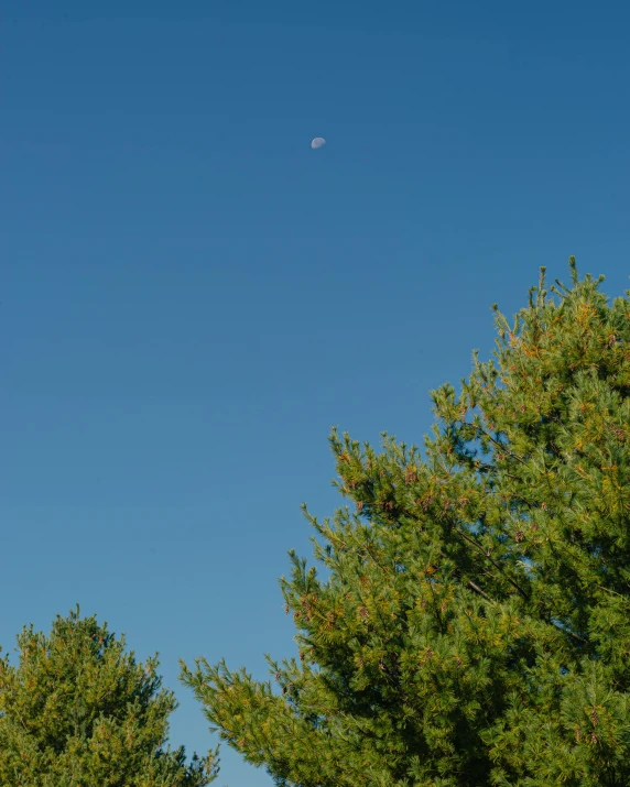 a plane flies through the blue sky above trees