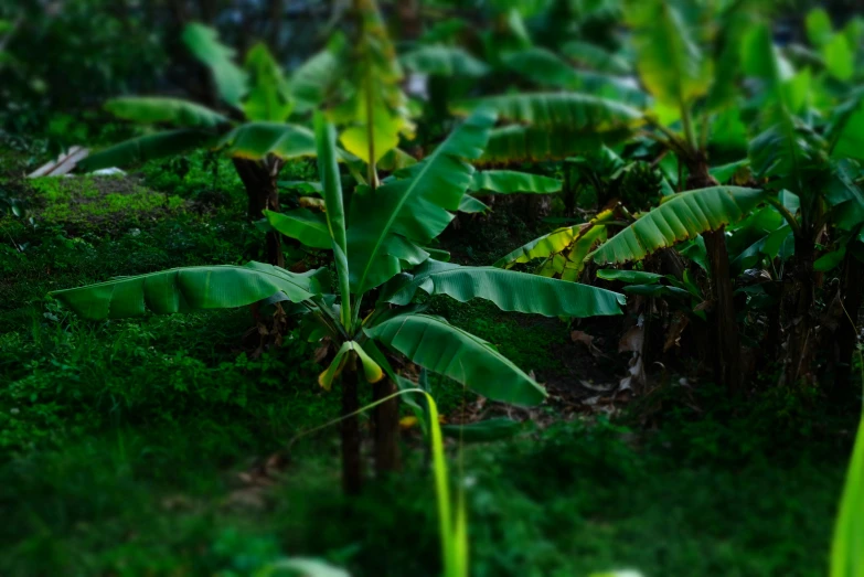 a tree with a lot of green leafs growing in the dirt