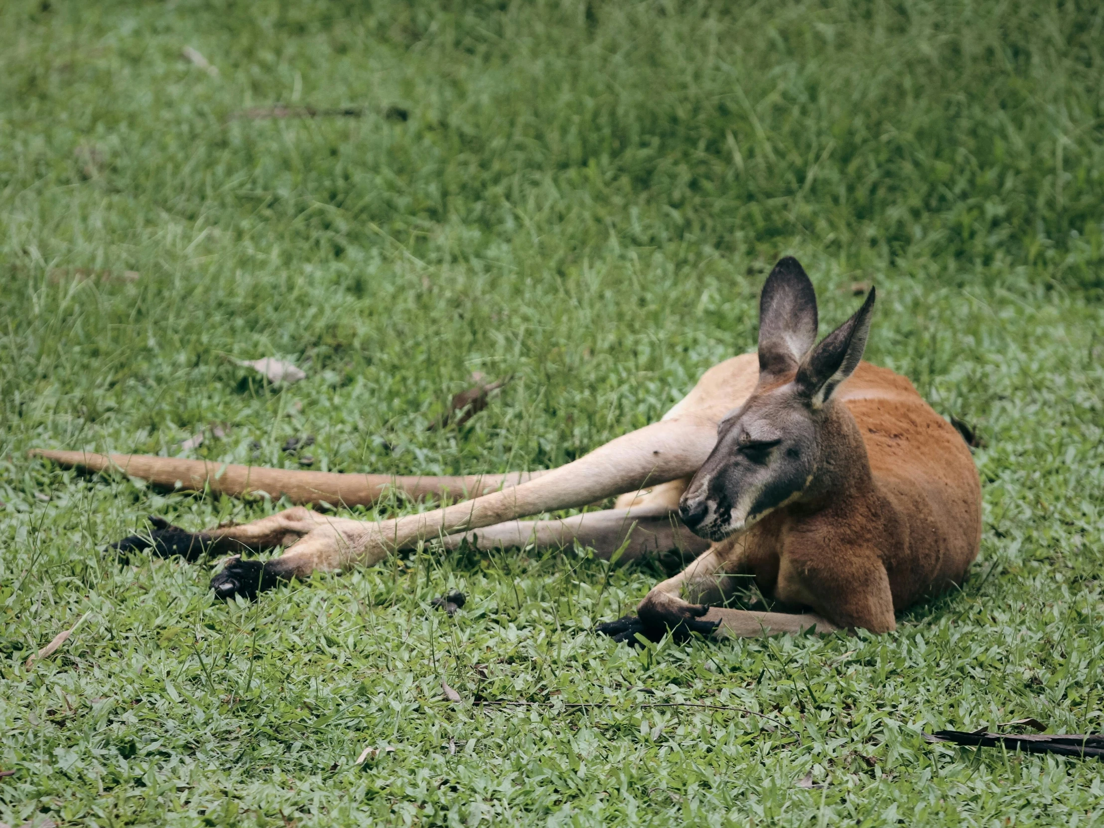 a kangaroo lying in the grass, reaching out