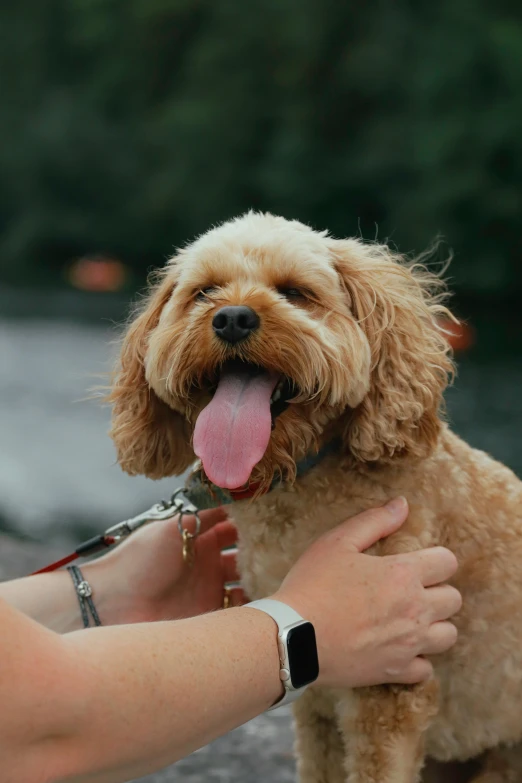 a red dog is getting held up to a person