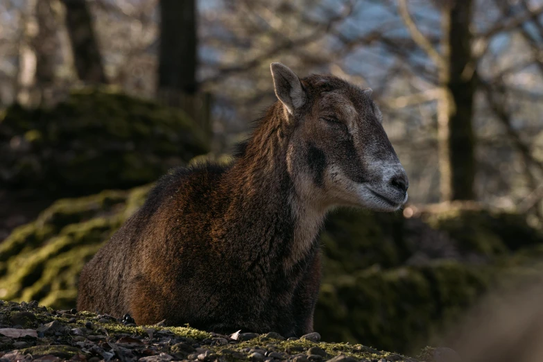 a goat laying on rocks in a forest