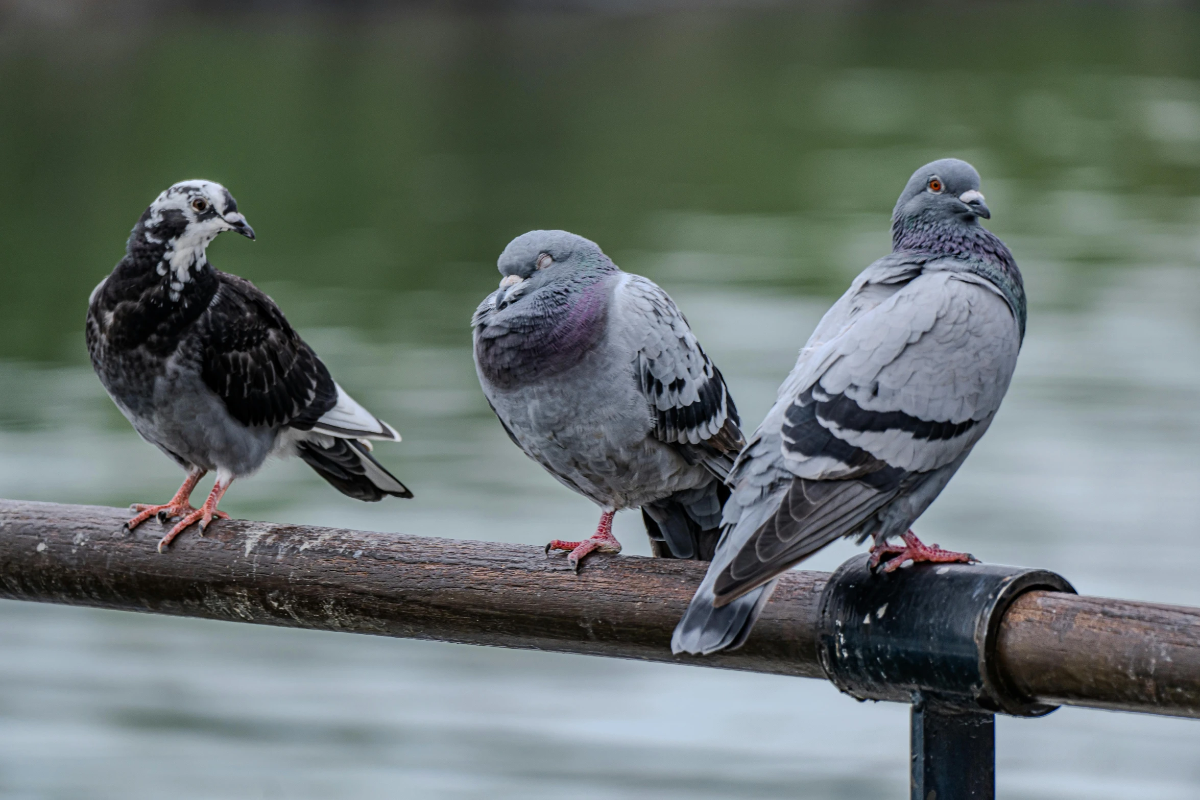 three pigeons perched on a pole in front of a body of water