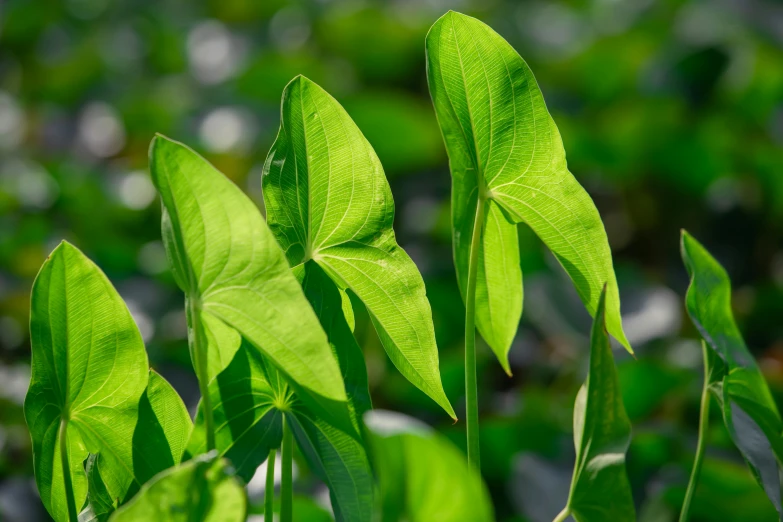 the green plants are growing in the forest