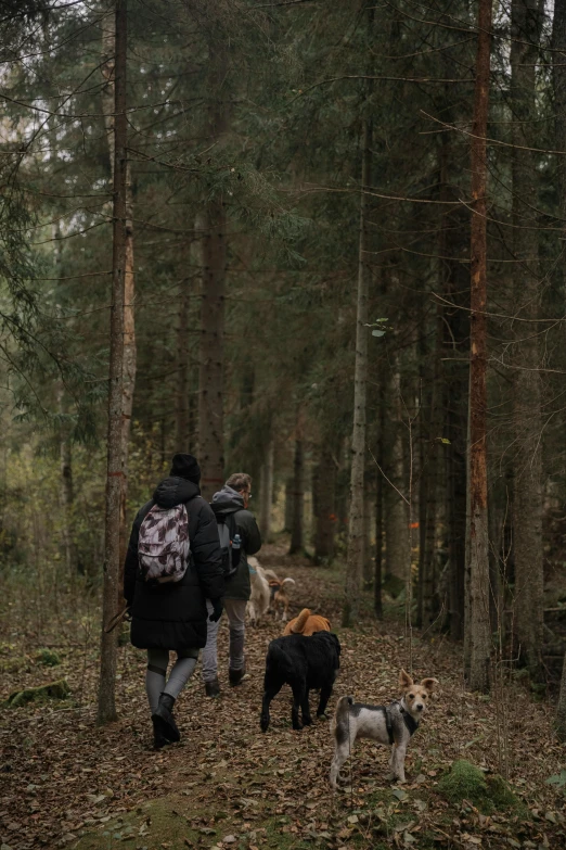 a person and three dogs walking in the forest