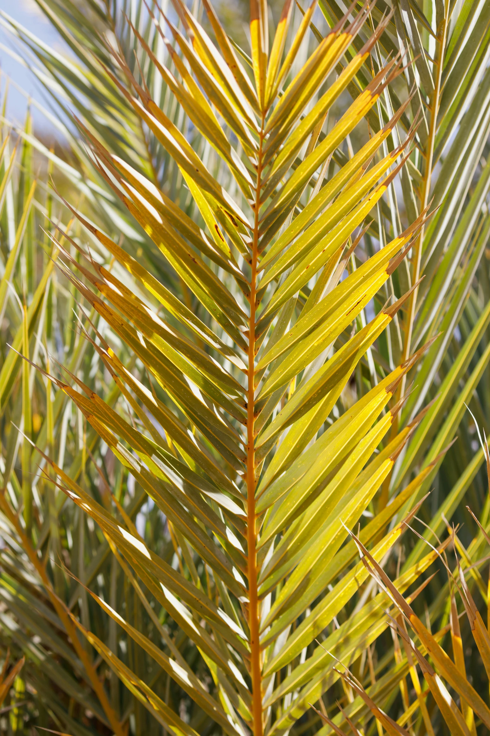 closeup of a tree's trunk and frondy foliage