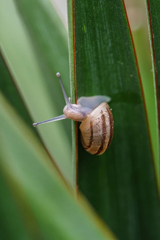 the snail is climbing in between green leaves