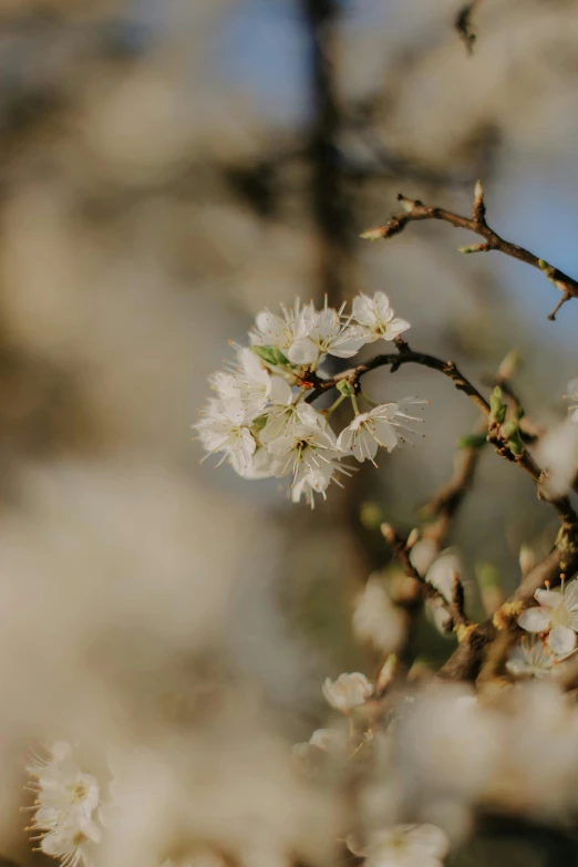 a flower is sitting on the nch of a tree