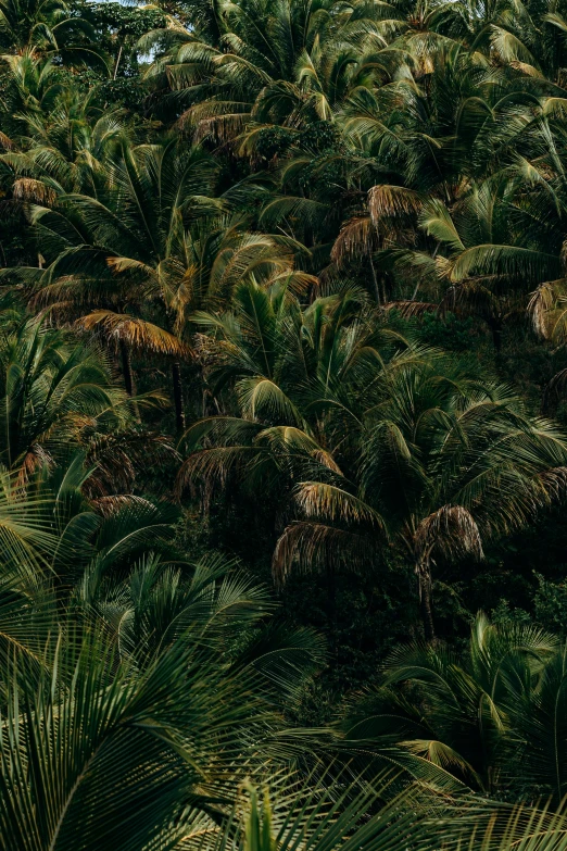 a dense jungle with trees, palm and other plants