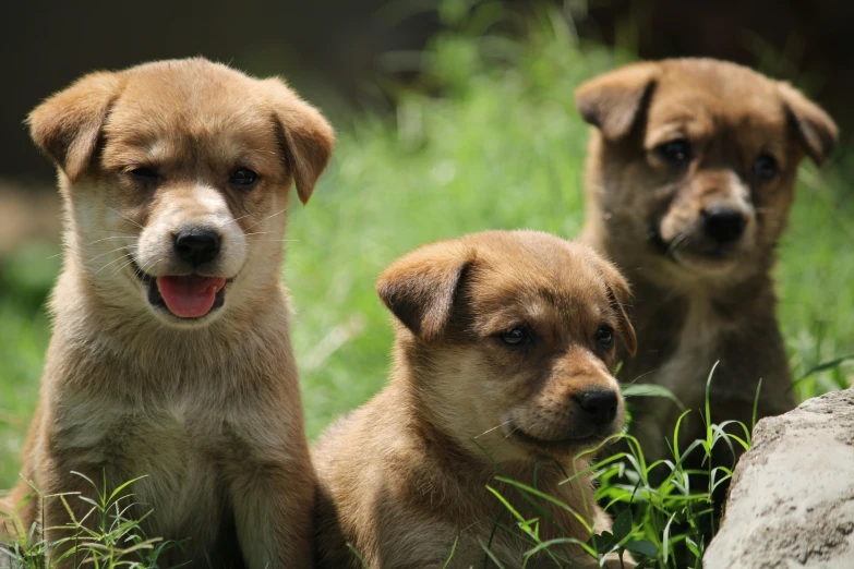 three little dogs sit next to each other in the grass