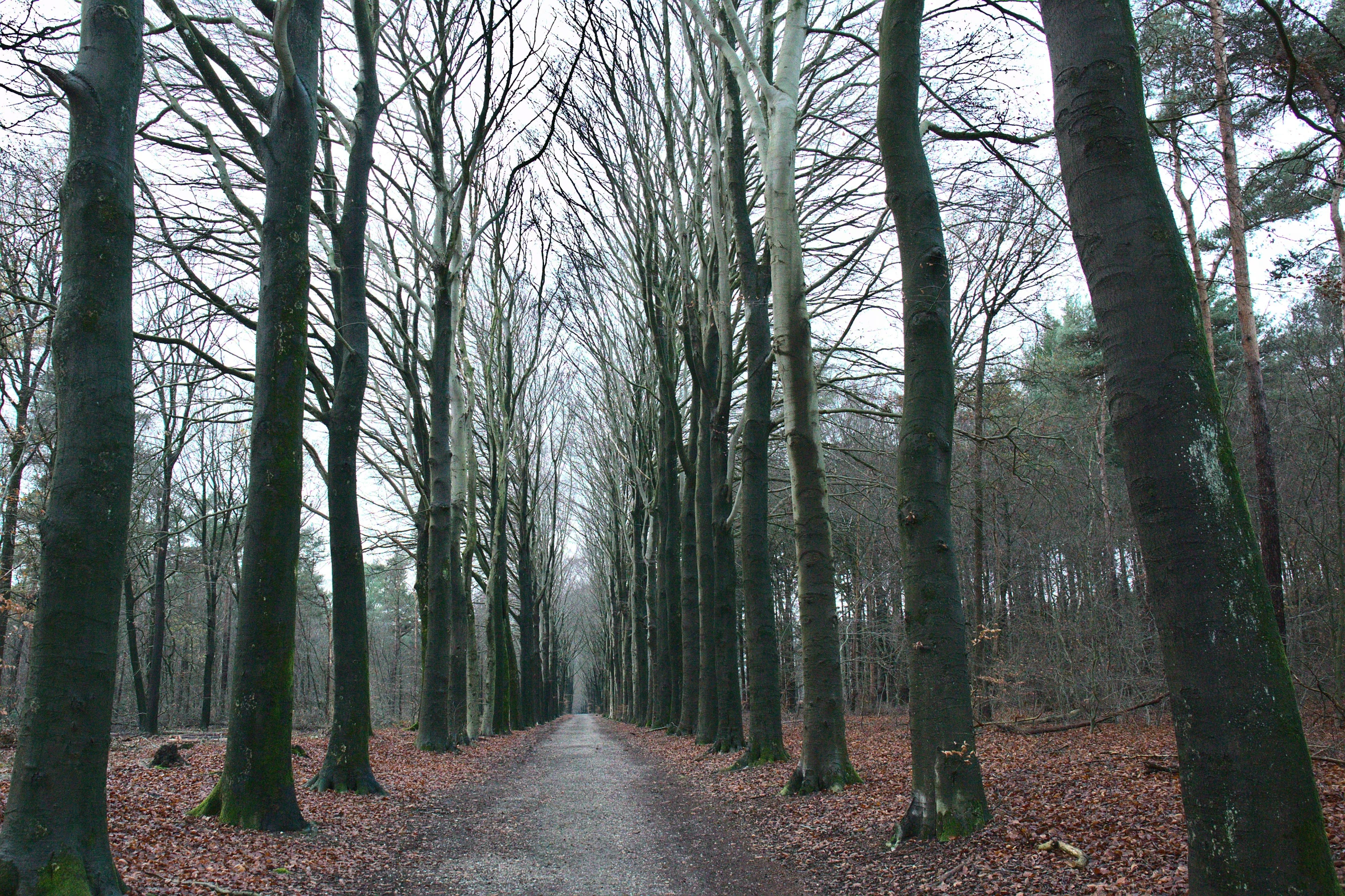 the trail winds through an area full of trees with red leaves on them