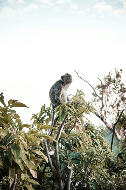 a monkey sitting in the middle of a tree nch