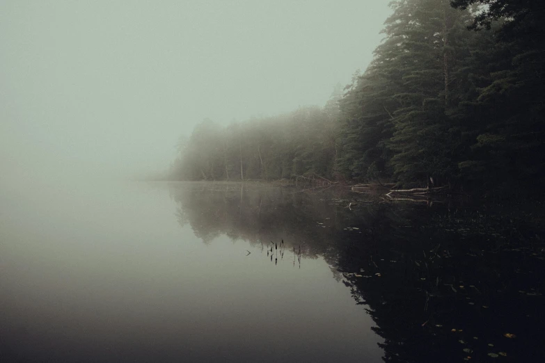 a foggy river in a forest next to water