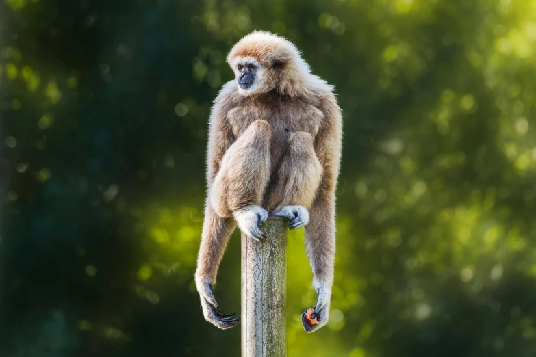 a monkey sitting on a pole with its front paws on it