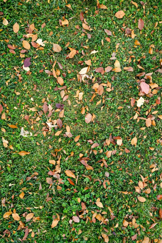 closeup of a patch of grass with little leaves on it