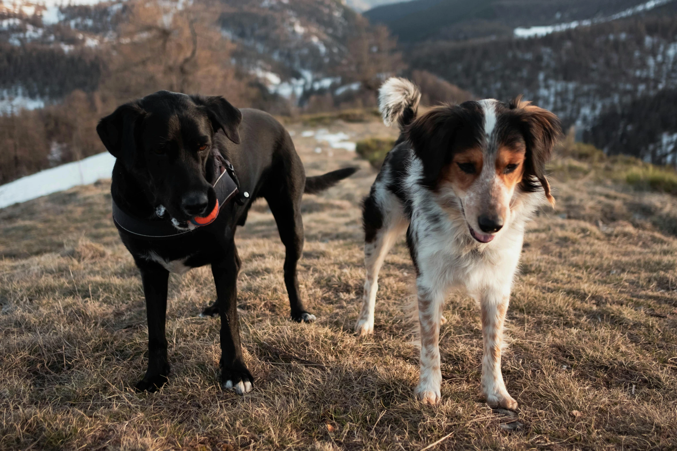 a dog and another dog are standing on a hill