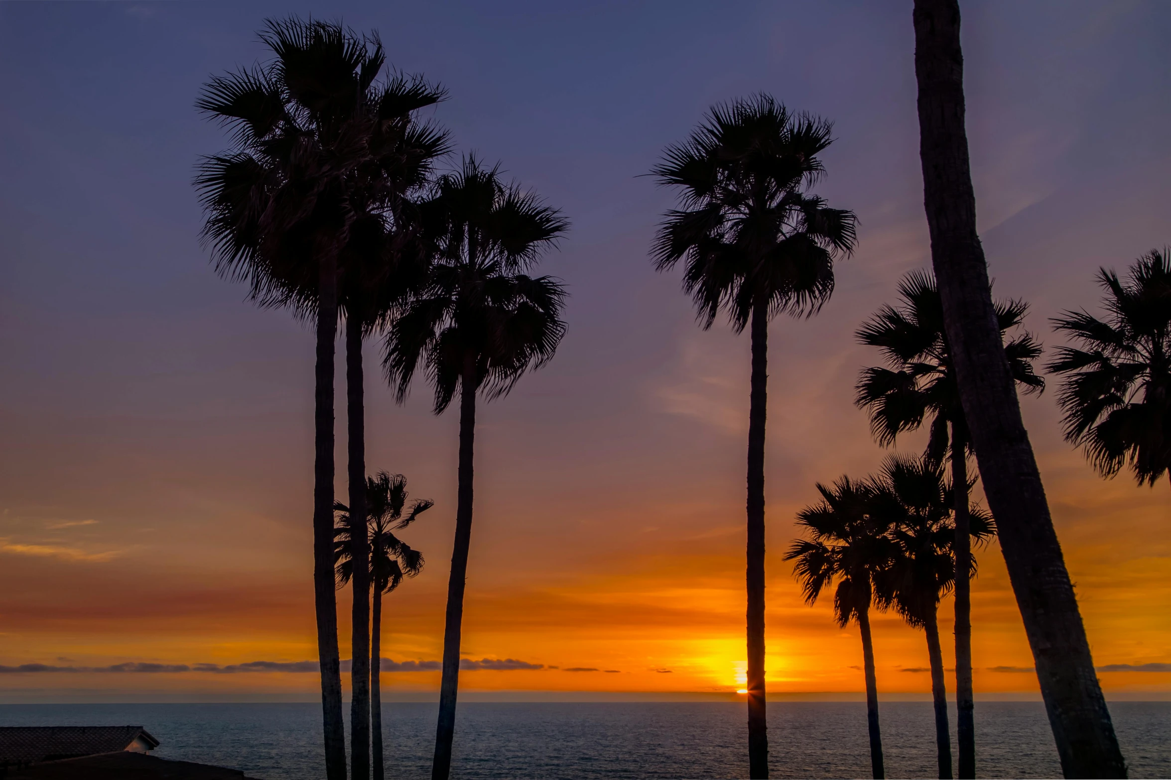 several palm trees are in silhouette as the sun sets