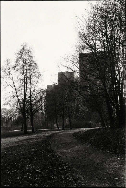 black and white pograph of trees and benches in the park