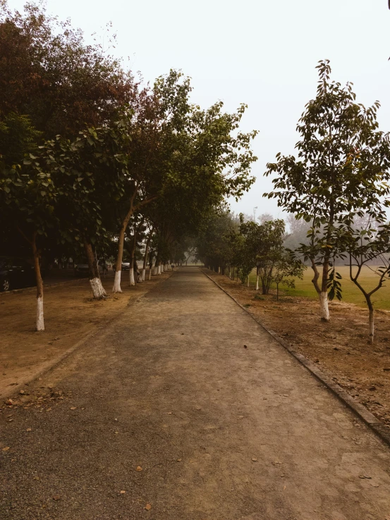 the trees are lined on both sides of a dirt road