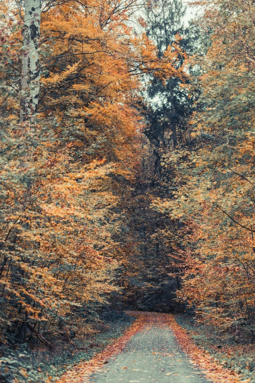 a narrow road in front of trees with fall colored leaves on the nches