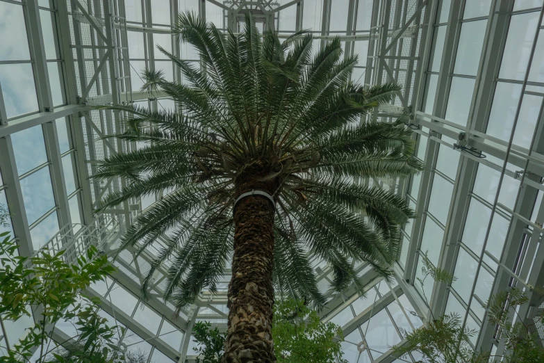 palm tree in a very large building with many windows