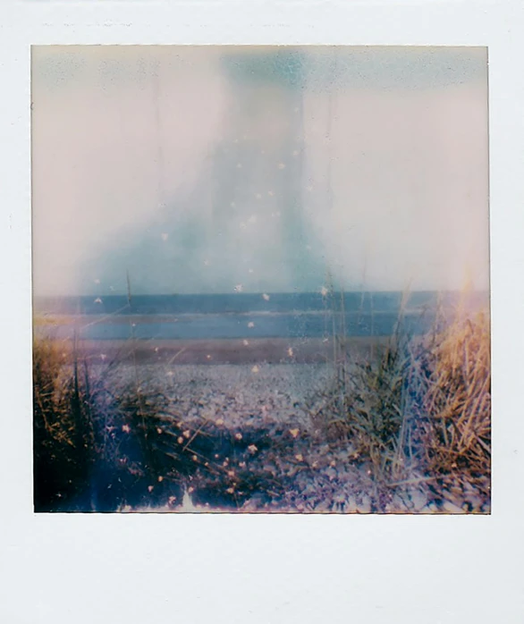 polaroid pograph with sea plants on beach at twilight