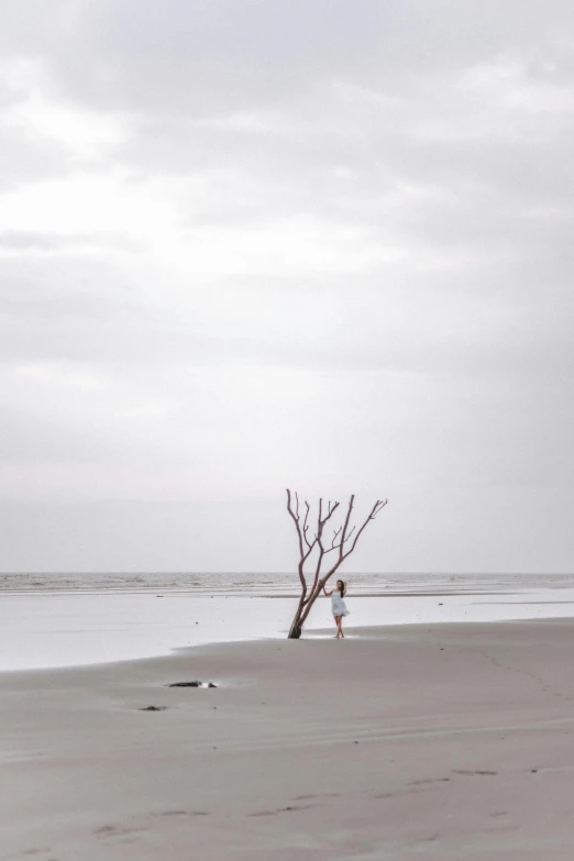 a tree near the beach on the shore