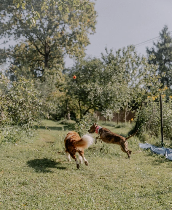 two dogs playing with a ball in a park