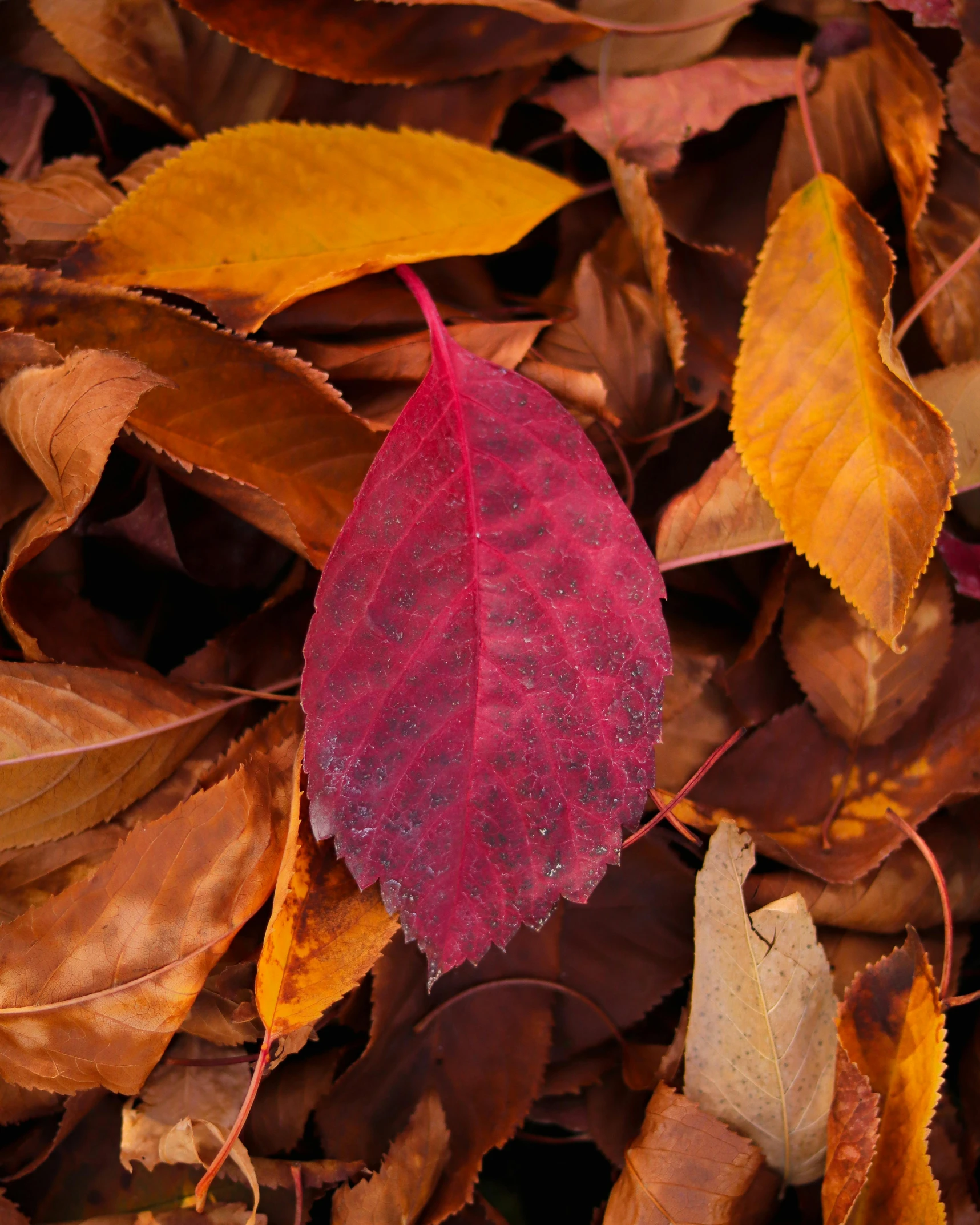 some leaves with drops of water on them