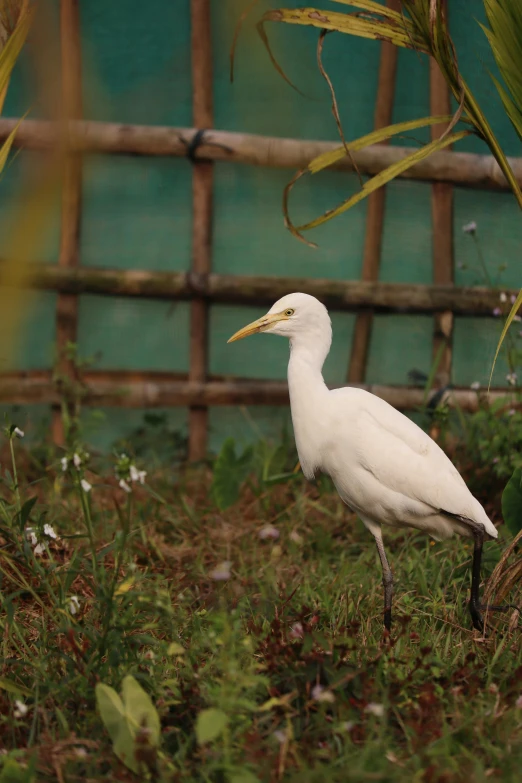 a white bird with a yellow beak standing by plants